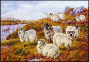  Sheep 063